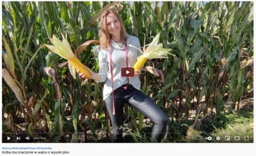 matka na wsi na polu kukurydzy igp polska najlepsza kukurydza w polsce