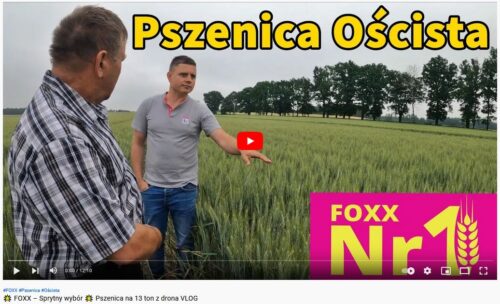 foxx sprytny wybor pszenica na 13 ton z drona vlog