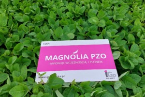 magnolia pzo produkt v1