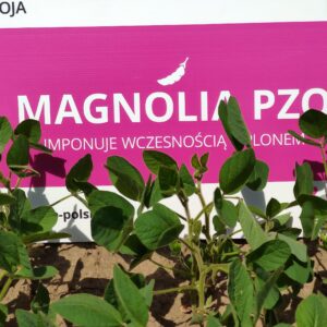 magnolia pzo soja idealna dla polski 11