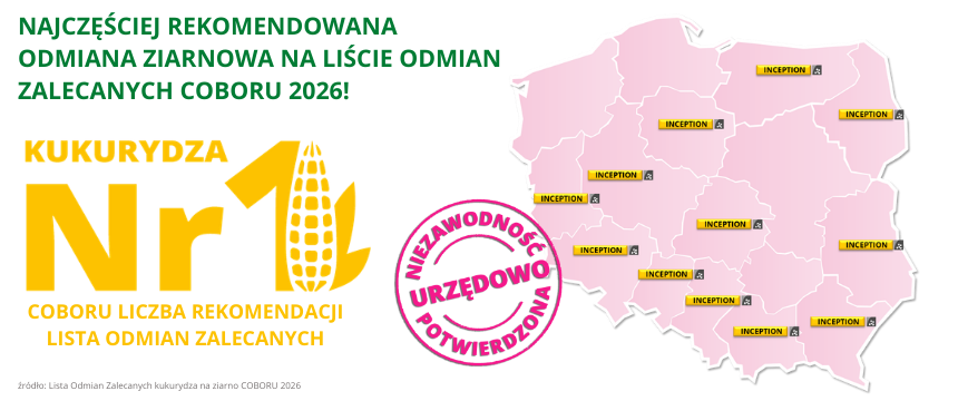Najczęściej rekomendowana kukurydza na ziarno do uprawy Inception Lista Odmian Zalecanych COBORU 2026