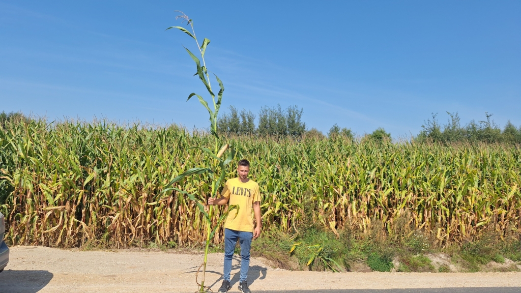 kukurydza Codizouk 420cm (1)