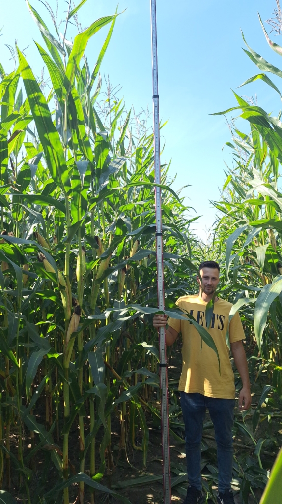 kukurydza Codizouk 420cm (2)