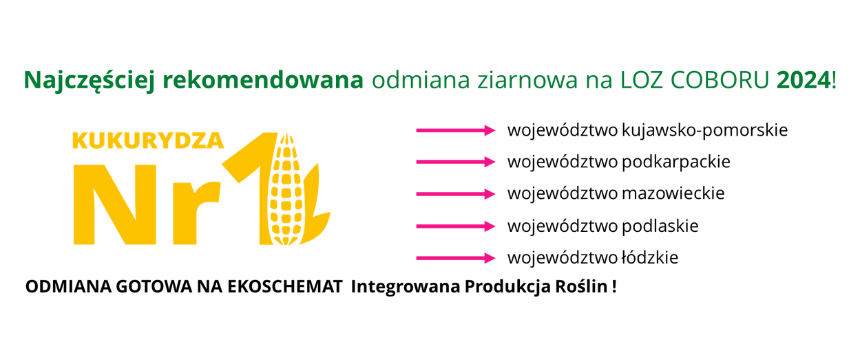 kukurydza INCEPTION najczesciej rekomendowana odmiana ziarnowa na LOZ COBORU 2024