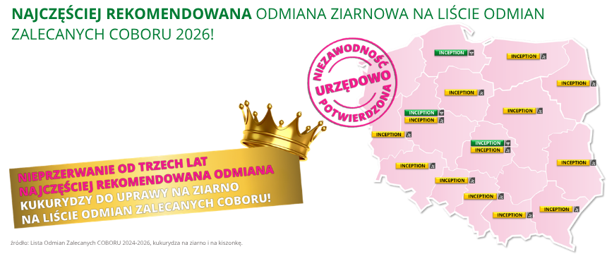 kukurydza Inception Najczęściej rekomendowana odmiana ziarnowa na Liście Odmian Zalecanych COBORU 2026