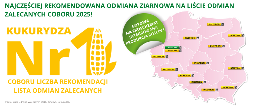 kukurydza Inception najczęściej rekomendowana odmiana ziarnowa na liście odmian zalecanych COBORU 2025