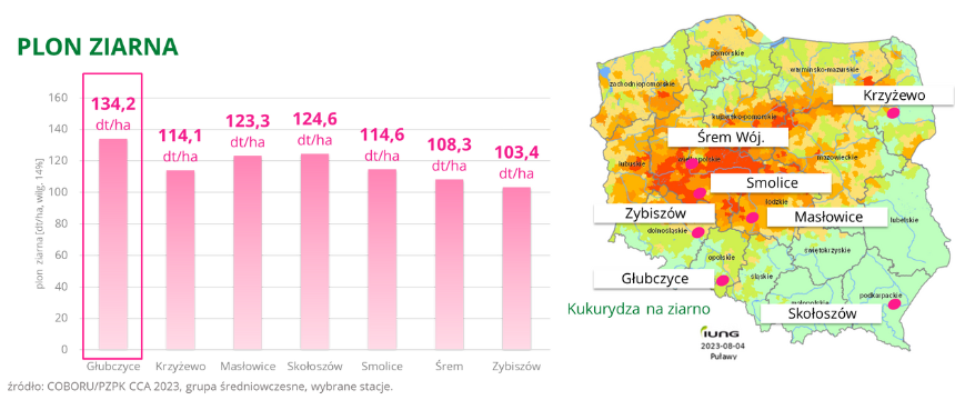 kukurydza VULPIX Plon ziarna COBORU PZPK CCA 2023