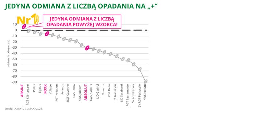 pszenica ozima Absint jedyna odmiana z liczbą opadania na + COBORU CCA PDO 2024