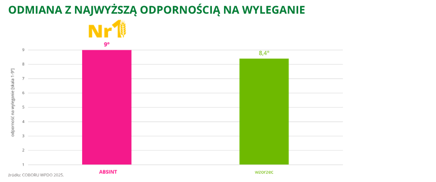 pszenica ozima Absint odmiana z najwyzsza odpornoscia na wyleganie coboru wpdo 2025