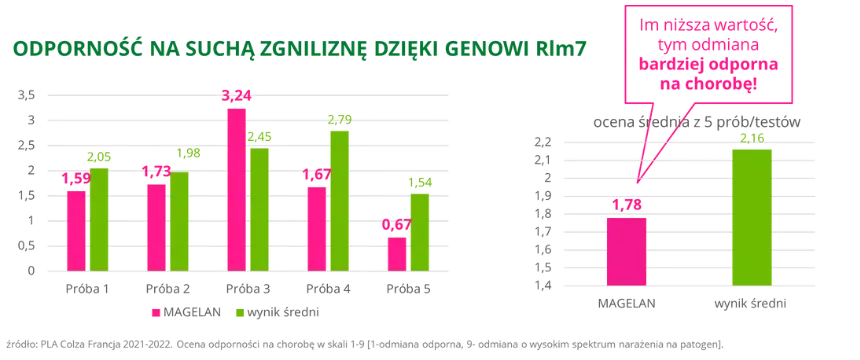 Rzepak ozimy MAGELAN Odpornosc na sucha zgnilizne kapustnych dzieki genowi Rlm7