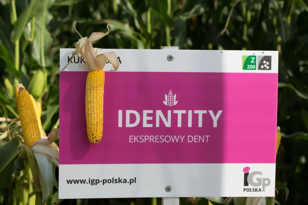 identity kukurydza igp 9 1