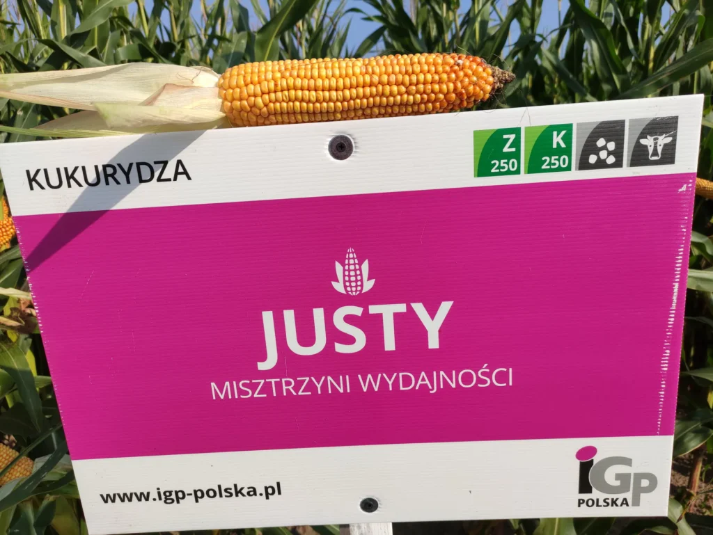 justy kukurydza igp 11