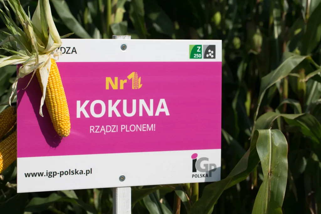 kokuna kukurydza igp 22 1