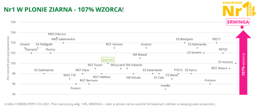 kukurydza ERWINGA Nr1 w plonie ziarna COBORU PZPK CCA 2021