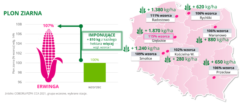 kukurydza ERWINGA Plon ziarna COBORU PZPK CCA 2021