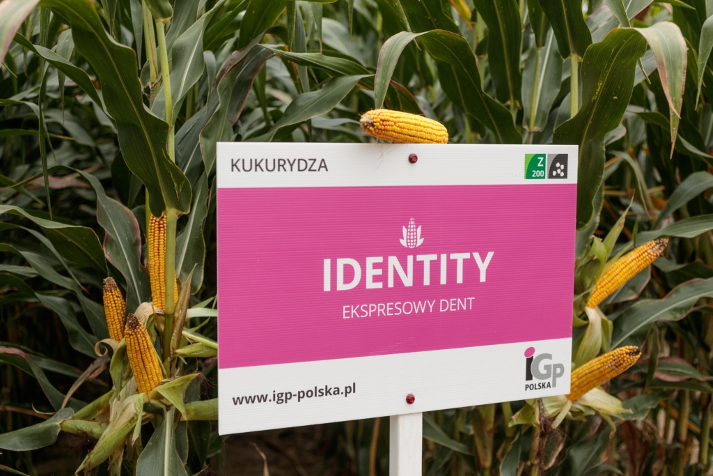kukurydza Identity (2)