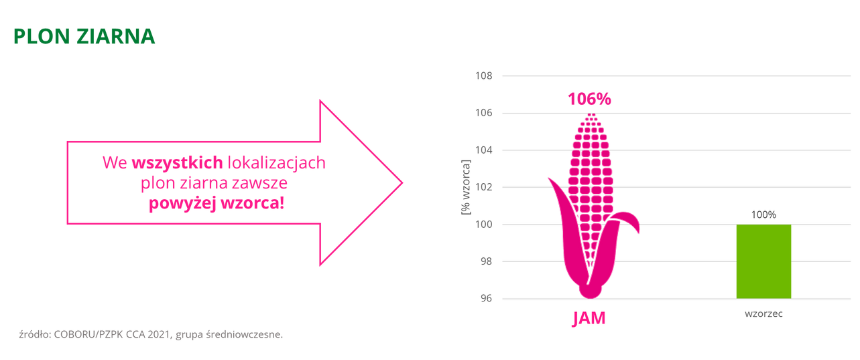 kukurydza JAM Plon ziarna COBORU PZPK CCA 2021