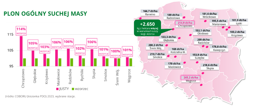 kukurydza JUSTY Plon ogolny suchej masy COBORU kiszonka PDO 2023