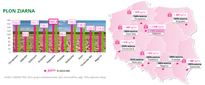 kukurydza JUSTY Plon ziarna COBORU PDO 2023