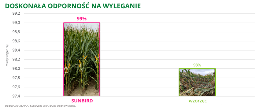 kukurydza Sunbird doskonała odporność na wyleganie