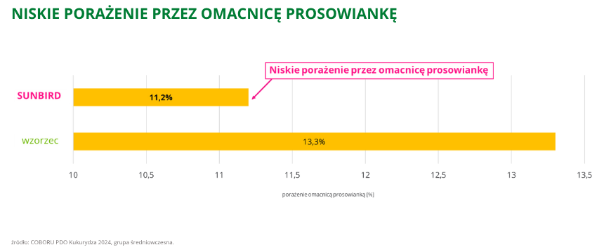 kukurydza Sunbird niskie porażenie przez omacnicę prosowiankę