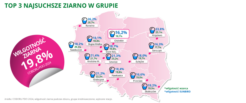 kukurydza Sunbird top3 najsuchsze ziarno w grupie