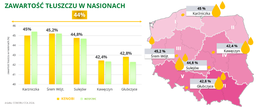 rzepak ozimy kenobi zawartość tłuszczu w nasionach 44% COBORU CCA 2024