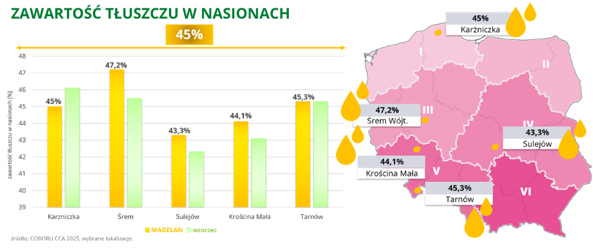 rzepak ozimy magelan wysoka zawartość tłuszczu w nasionach 45% COBORU CCA 2025