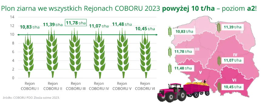 JANNIS Plon ziarna we wszystkich regionach COBORU 2023 powyzej 10 t ha poziom a2