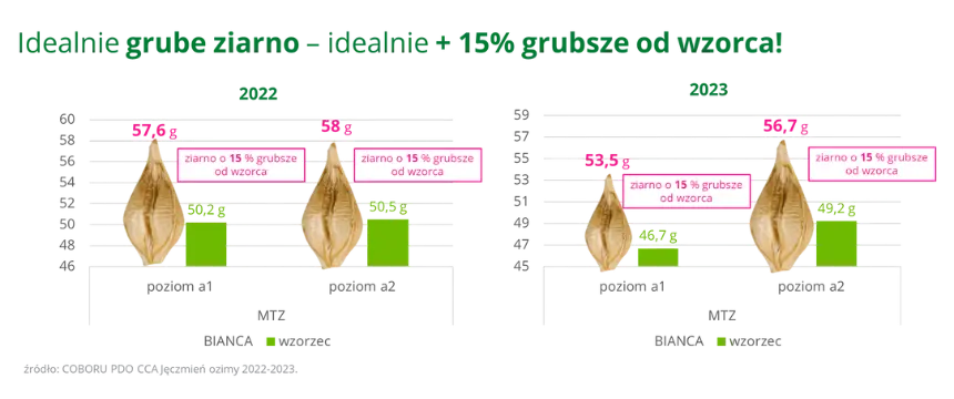 Jeczmien ozimy BIANCA ziarno o 15 grubsze od wzorca