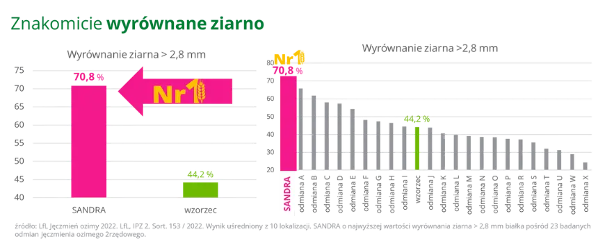 Jeczmien ozimy SANDRA Znakomicie wyrownane ziarno