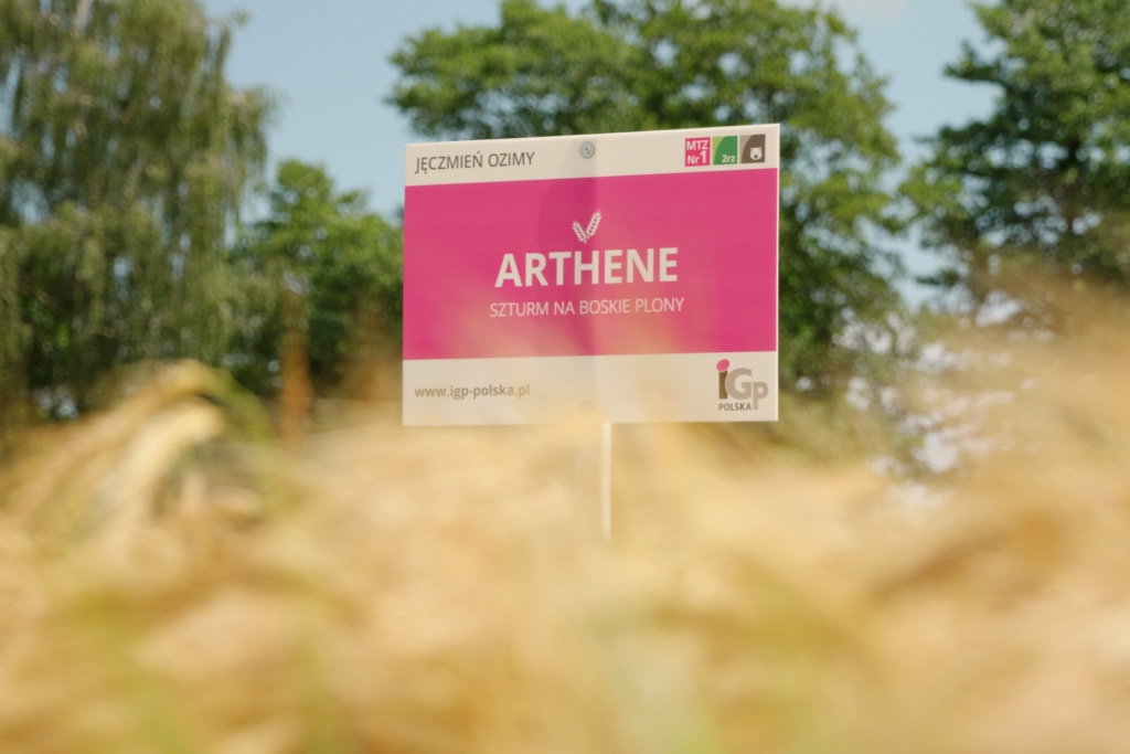 Jęczmień ozimy Arthene (4)