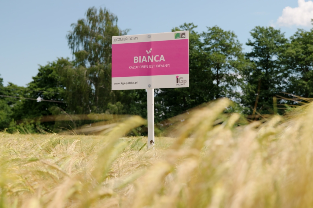 Jęczmień ozimy Bianca (1)