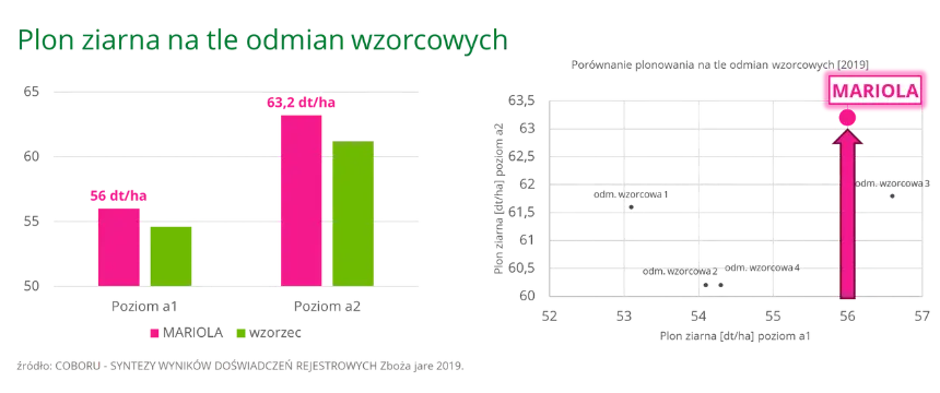 MARIOLA Plon ziarna na tle odmian wzorcowych