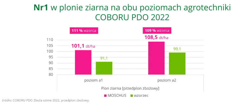 MOSCHUS Nr 1 w plonie ziarna na obu poziomach agrotechniki COBORU PDO 2022 przedplon zbozowy