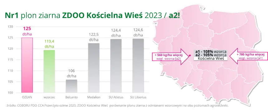 Pszenzyto ozime OZEAN Nr 1 plon ziarna ZDOO Koscielna Wies 2023 a2