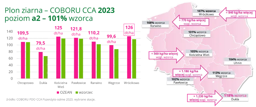 Pszenzyto ozime OZEAN Plon ziarna COBORU CCA 2023