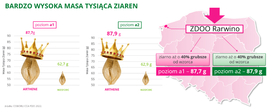 jęczmień ozimy Arthene bardzo wysoka Masa Tysiąca Ziaren 87,9g coboru cca pdo 2022