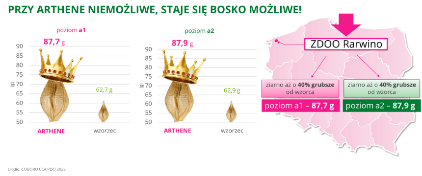 jęczmień ozimy Arthene ziarno aż o 40% grubsze od wzorca na obu poziomach agrotechniki COBORU CCA PDO 2022