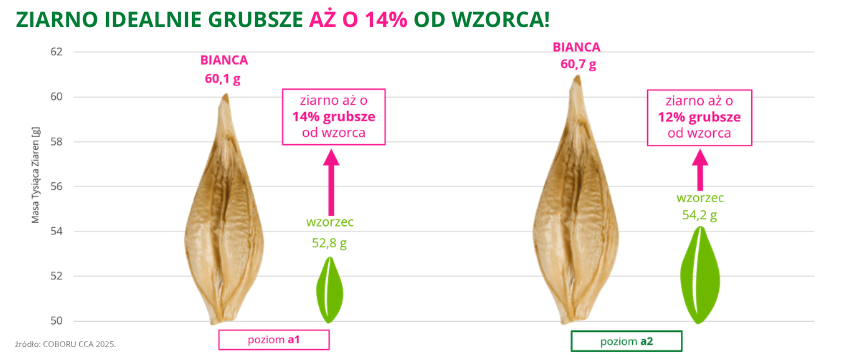 jęczmień ozimy Bianca ziarno grubsze aż o 14% od wzorca 60,7g COBORU CCA 2025
