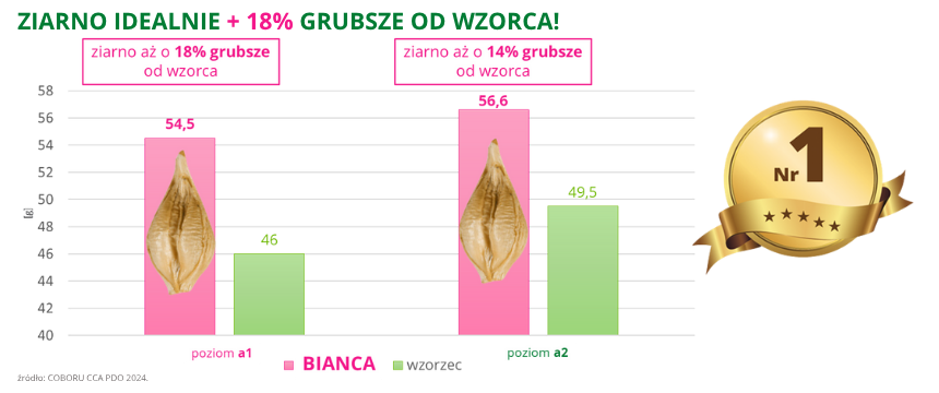 jęczmień ozimy Bianca ziarno o 18% grubsze od wzorca COBORU CCA PDO 2024