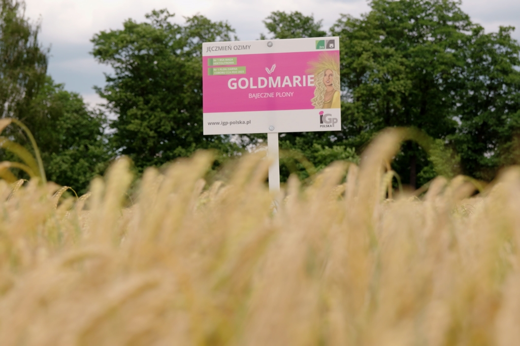 jeczmien ozimy Goldmarie (5)
