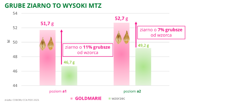jęczmień ozimy Goldmarie grube ziarno to wysoki mtz COBORU CCA PDO 2023