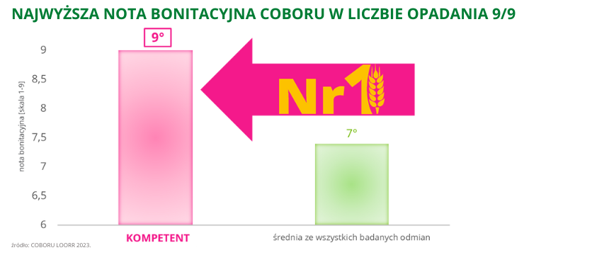 pszenica ozima Kompetent NAJWYŻSZA NOTA BONITACYJNA COBORU W LICZBIE OPADANIA 9 na 9 COBORU LOORR 2023