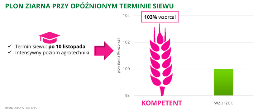 pszenica ozima Kompetent plon ziarna przy opóźnionym siewie 103% wzorca COBORU PDO 2024