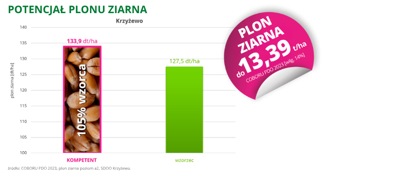 pszenica ozima Kompetent potencjał plonu ziarna do 13,39 t ha COBORU PDO 2023