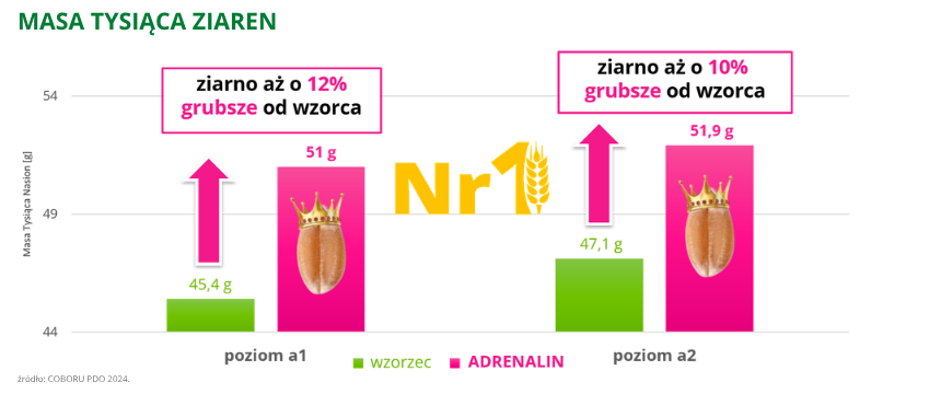 pszenica ozima adrenalin Masa Tysiąca Ziaren do 51,9 g COBORU PDO 2024