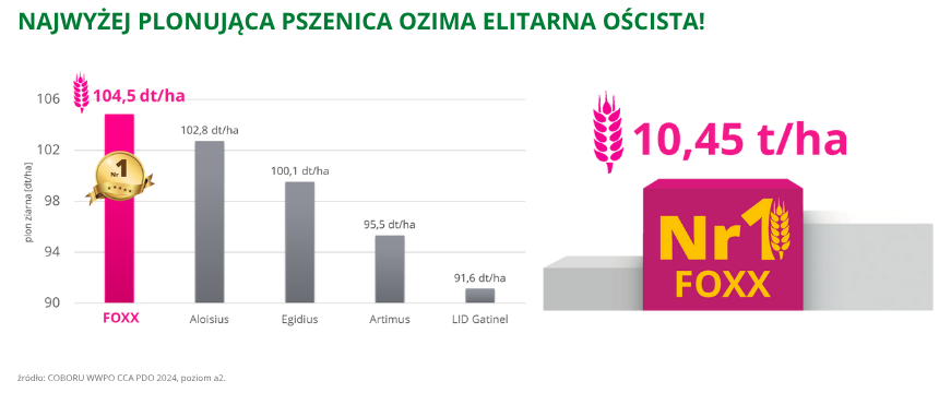 pszenica ozima oścista FOXX najwyżej plonująca pszenica ozima elitarna oścista w roku 2024 poziom a2