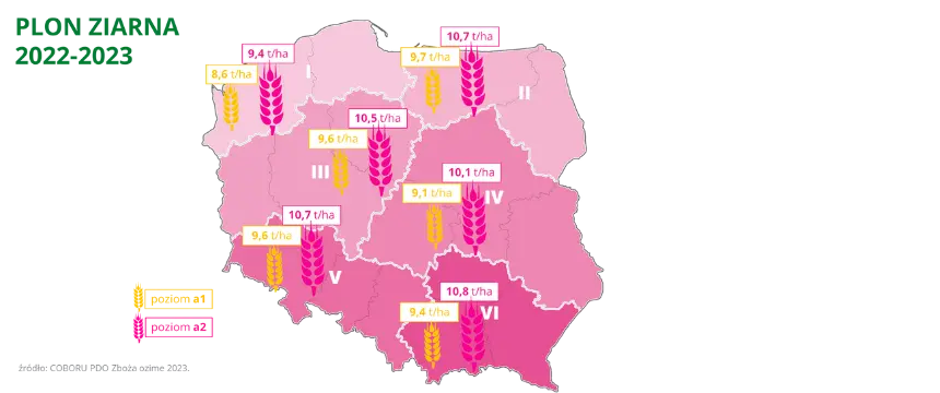 Pszenica ozima APOSTEL Plon ziarna COBORU PDO 2023