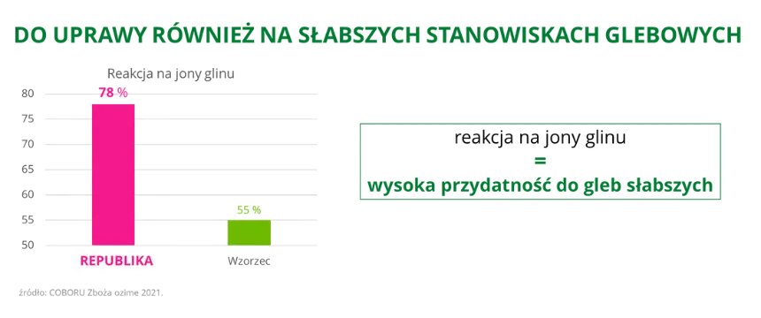 Pszenica ozima jakosciowa oscista REPUBLIKA do uprawy rowniez na slabszych stanowiskach glebowy